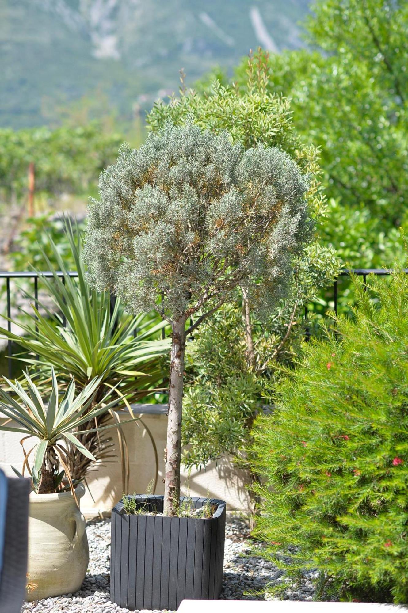 Apartments Boka Blue Dobrota Kotor Exteriör bild
